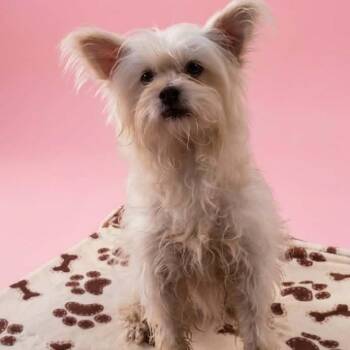 Cloud -  Maltese and Yorkshire Terrier Dog for Adoption in San Diego, California - Cloud | PetCurious