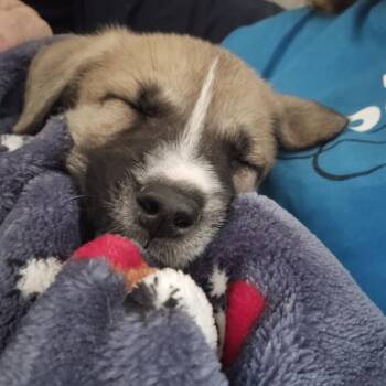 Josie -  Shepherd Dog for Adoption in Huntsville, Alabama - Josie | PetCurious