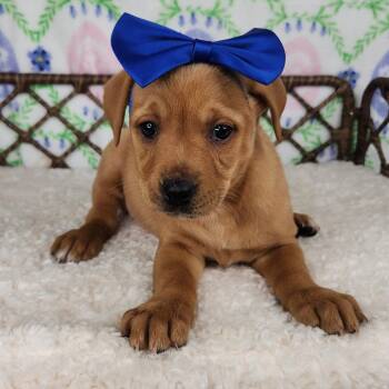 Great Dane and German Shepherd Dog Dogs Available for Adoption in Fort Wayne, Indiana - Crumb Snatcher | PetCurious