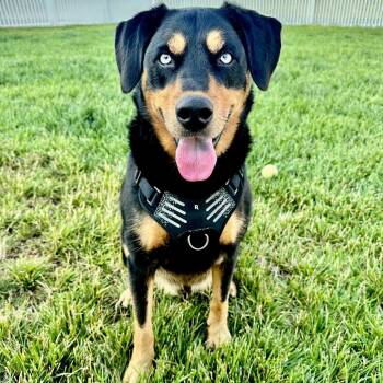 Kona/Johnny Cash -  Hound and Mixed Breed Dog for Adoption in St. Peters, Missouri - Kona/Johnny Cash | PetCurious