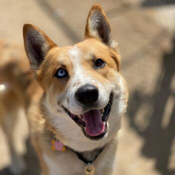Hogan -  Australian Shepherd and Husky Dog for Adoption in Fresno, California - Hogan | PetCurious