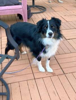 Australian Shepherd Dogs Available for Adoption in Rossford, Ohio - NIKKI (mini) | PetCurious