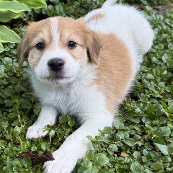 Retriever and Mixed Breed Dogs Available for Adoption in Minneapolis, Minnesota - Carson | PetCurious