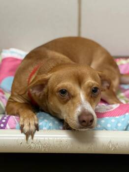 Rescue Terrier Dogs for Adoption in Fairfield, Ohio - Dolores | PetCurious