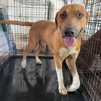 Bashful -  Shepherd and Mixed Breed Dog for Adoption in Edinburg, Texas - Bashful | PetCurious