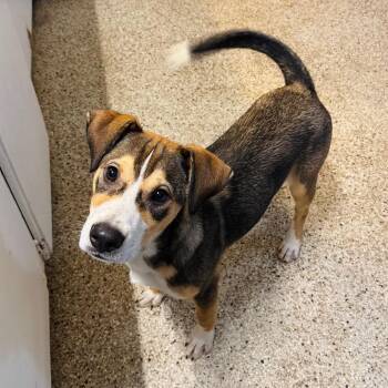 Hound Dogs Available for Adoption in Brownsboro, Alabama - Rally | PetCurious