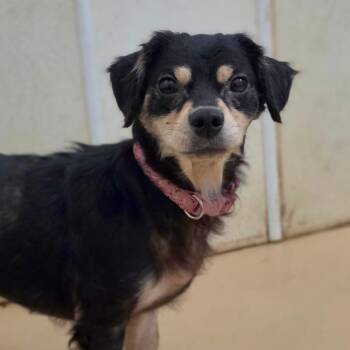 Rosie - Chino Hills Location -  Spaniel and Mixed Breed Dog for Adoption in Chino Hills, California - Rosie - Chino Hills Location | PetCurious