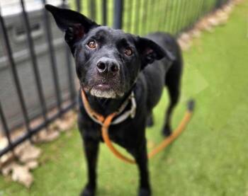 JERMAINE -  Labrador Retriever and Border Collie Dog for Adoption in Brentwood, Missouri - JERMAINE | PetCurious