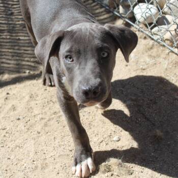 Granite -  Labrador Retriever Dog for Adoption in Yucca Valley, California - Granite | PetCurious