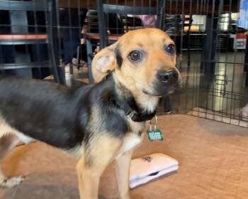 Poppy -  Chihuahua Dog for Adoption in Charlotte, North Carolina - Poppy | PetCurious
