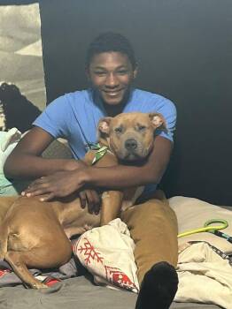 American Bully Dogs Available for Adoption - Eileen | PetCurious