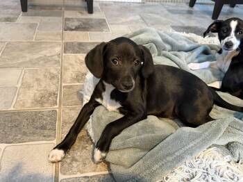 Chihuahua Dogs Available for Adoption in Stuarts Draft, Virginia - Coal | PetCurious