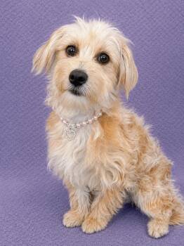 Jazlyn -  Maltipoo Dog for Adoption in Lodi, California - Jazlyn | PetCurious