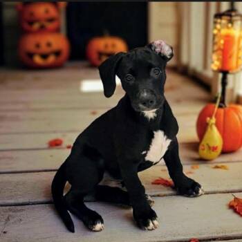 Rescue Black Labrador Retriever Dogs for Adoption in Springfield, Missouri - Ryder | PetCurious