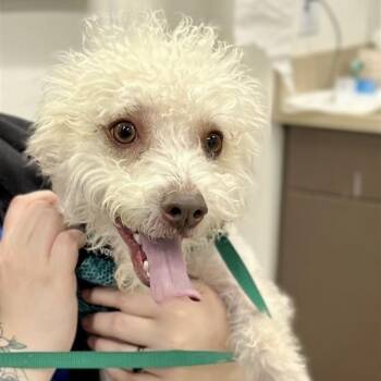 Poodle Dogs Available for Adoption - Marshall | PetCurious