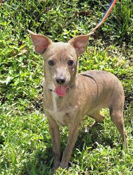 Rescue Chihuahua and Feist Dogs for Adoption in Milledgeville, Georgia - Bam Bam | PetCurious