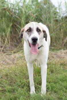 Cookie -  Anatolian Shepherd Dog for Adoption in Mason, Texas - Cookie | PetCurious