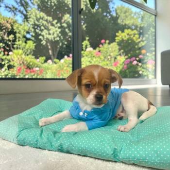Cheeto -  Chihuahua Dog for Adoption in Fort Worth, Texas - Cheeto | PetCurious