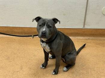 Pit Bull Terrier Dogs Available for Adoption in Martinez, California - SANDRA | PetCurious