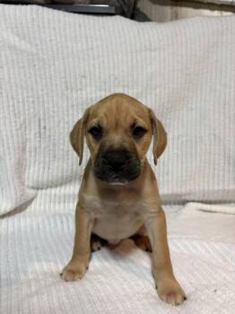 Boxer Dogs Available for Adoption in Naperville, Illinois - Blueberry | PetCurious