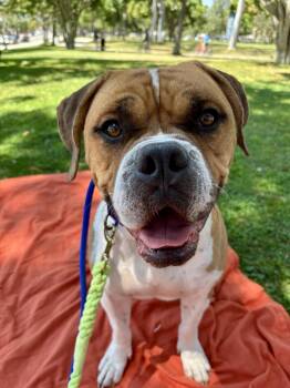 Rescue Boxer and American Staffordshire Terrier Dogs for Adoption in West Hollywood, California - Clyde | PetCurious