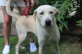 Melody -  Labrador Retriever and Siberian Husky Dog for Adoption in Brunswick, Georgia - Melody | PetCurious