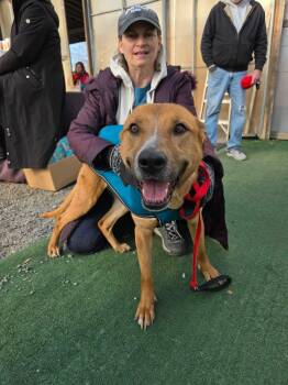 Shepherd and Terrier Dogs Available for Adoption in Holbrook, New York - RORY | PetCurious