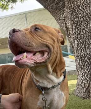 Hammer Time -  Shar Pei and American Staffordshire Terrier Dog for Adoption in Austin, Texas - Hammer Time | PetCurious