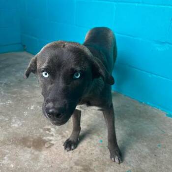 Labrador Retriever and Mixed Breed Dogs Available for Adoption - Cream | PetCurious