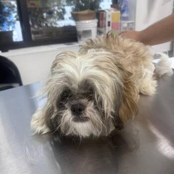 Shaggie -  Shih Tzu Dog for Adoption in Newark, New Jersey - Shaggie | PetCurious