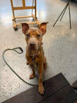 Scout -  Mixed Breed Dog for Adoption - Scout | PetCurious