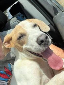 Jack 26 -  Jack Russell Terrier Dog for Adoption in Brookhaven, Mississippi - Jack 26 | PetCurious
