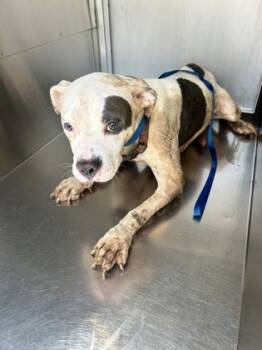 Rescue Pit Bull Terrier and Mixed Breed Dogs for Adoption in Fort Worth, Texas - 59198776 | PetCurious