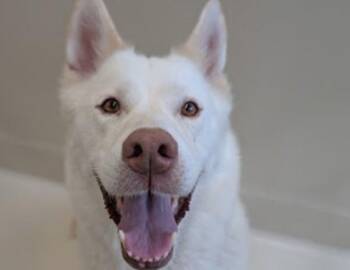 Kim -  Siberian Husky Dog for Adoption in Portland, Oregon - Kim | PetCurious