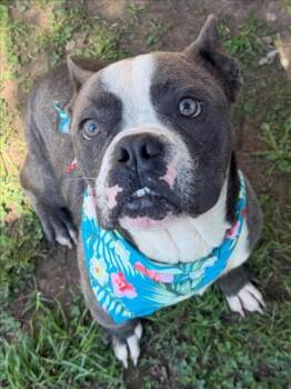 MR.DOZER -  American Bulldog and Mixed Breed Dog Available for Adoption in Tulsa, Oklahoma - MR.DOZER | PetCurious