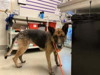 Rescue German Shepherd Dog Dogs for Adoption in Ontario, California - NORA | PetCurious