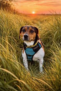 Jack Russell Terrier and Beagle Dogs Available for Adoption in Glenwood City, Wisconsin - Max | PetCurious