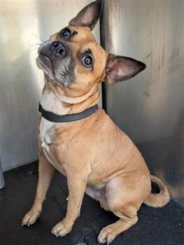 WAFFLES -  Terrier Dog for Adoption in San Antonio, Texas - WAFFLES | PetCurious