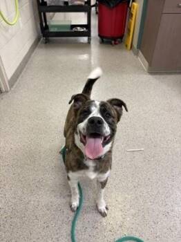 Mr. Dior -  Pit Bull Terrier and Akita Dog for Adoption in Fishers, Indiana - Mr. Dior | PetCurious