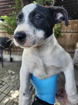 CHECO -  Terrier Dog for Adoption in San Antonio, Texas - CHECO | PetCurious