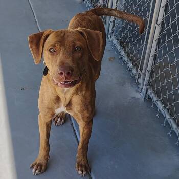 Major 8-102 -  American Bulldog Dog for Adoption in Starkville, Mississippi - Major 8-102 | PetCurious