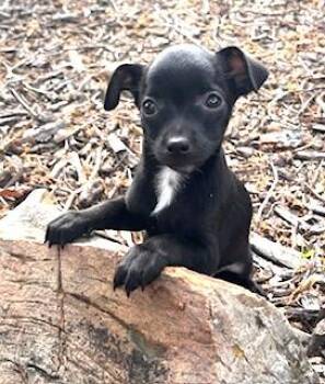 Chihuahua Dogs Available for Adoption in Edgecliff Village, Texas - LULU | PetCurious