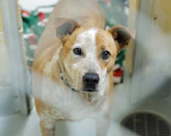 Australian Cattle Dog Blue Heeler and Mixed Breed Dogs Available for Adoption in Tulsa, Oklahoma - SRIRACHA | PetCurious