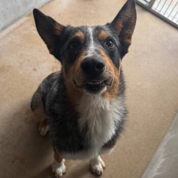 Spyder -  Cattle Dog and Mixed Breed Dog Available for Adoption in Corpus Christi, Texas - Spyder | PetCurious