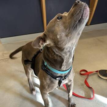 Pit Bull Terrier Dogs Available for Adoption - Paw Patrol | PetCurious