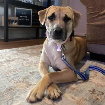 Mixed Breed Dogs Available for Adoption in Columbus, Georgia - Franklin 2201 | PetCurious