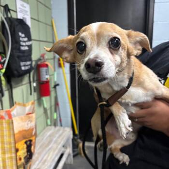 Chihuahua and Mixed Breed Dogs Available for Adoption in Las Vegas, Nevada - Snickers | PetCurious