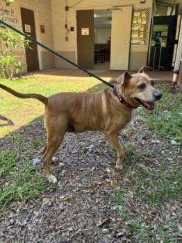 Rescue Mixed Breed Dogs for Adoption in Honolulu, Hawaii - Charlee | PetCurious