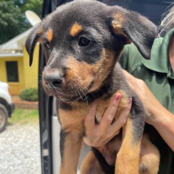Juno -  Mixed Breed Dog for Adoption in Valley, Alabama - Juno | PetCurious