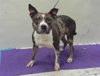 Staffordshire Bull Terrier Dogs Available for Adoption in Houston, Texas - PLUTO | PetCurious